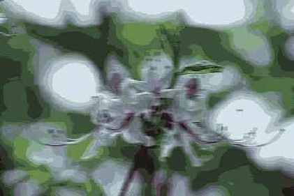   Blur