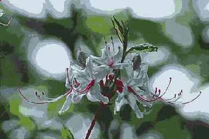   Brush Strokes