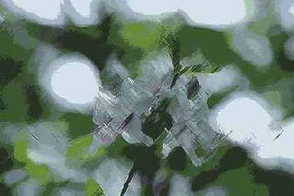   Brush Strokes