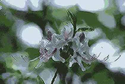   Brush Strokes