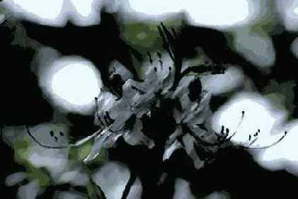   Brush Strokes