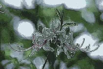  Brush Strokes