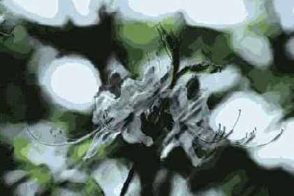   Brush Strokes