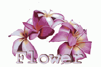   Photoshop,   